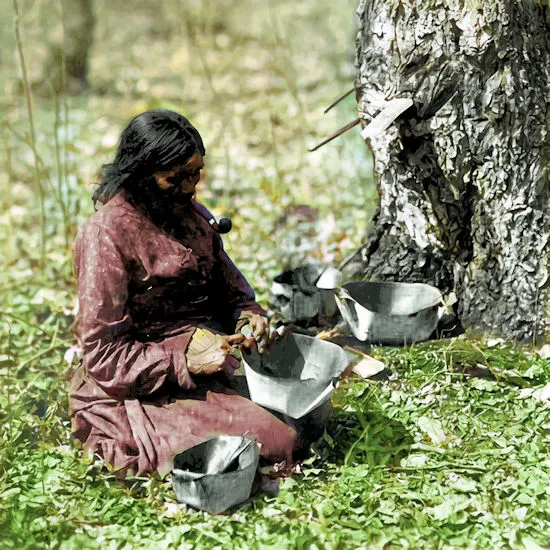 Indian Lady tapping a Birch tree for sap.