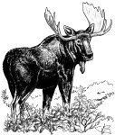 Bull Moose.