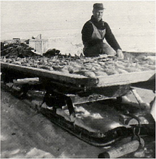 Commercial fisherman with sleigh load of fish.