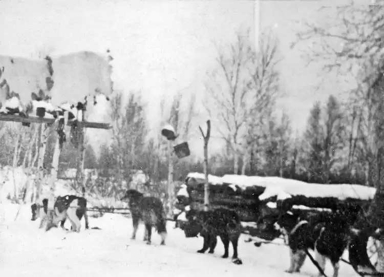 Dog team arriving at an Indian camp.