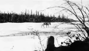 Photograph of Caribou.