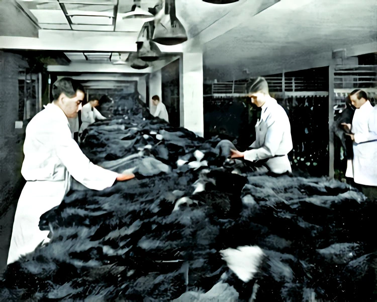 Silver fox grading at the New York Fur Auction Sales New York City - 1950s.