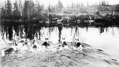 Caribou swimming in lake