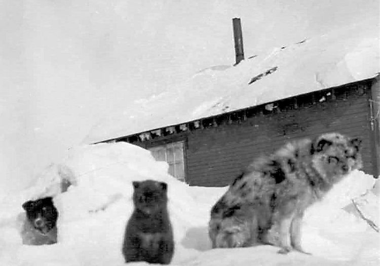 Working dogs at an outpost location, northern Manitoba or NWT, 1930s.