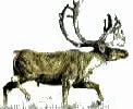 Barrenland Caribou.