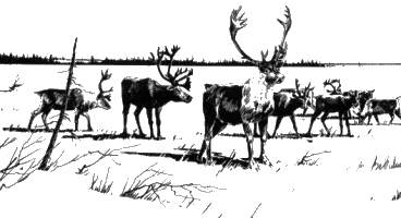 Northern Caribou.