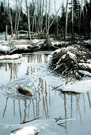 Beaver Swimming.