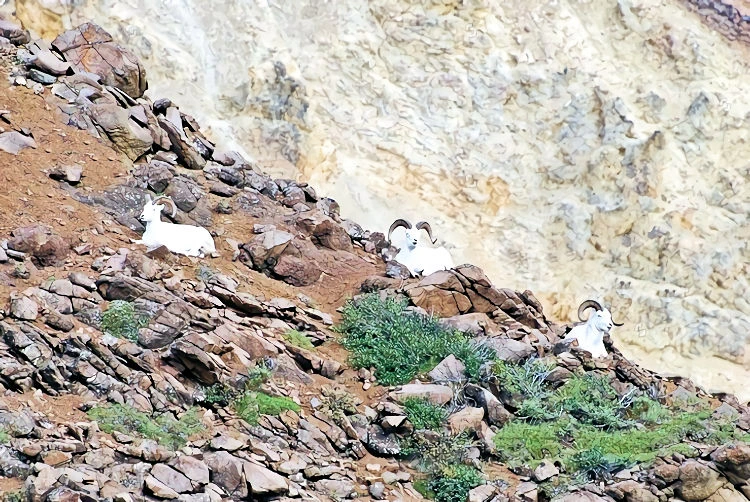 Dall Sheep.