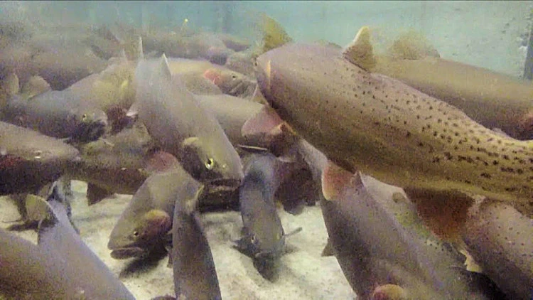 Lake trout spawning.