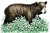 Bear in Blueberry patch.