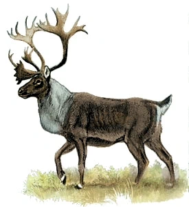 Woodland Caribou