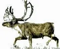 Caribou.