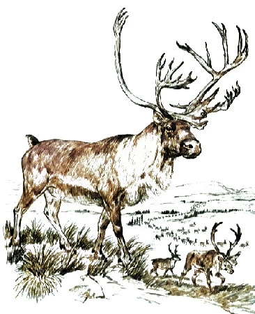 Barrenland Caribou.