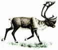 Caribou.