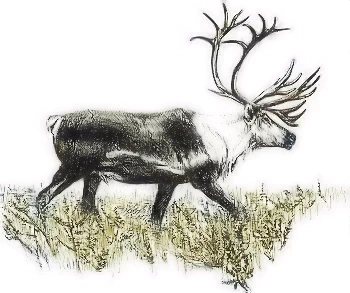 Barrenland Caribou