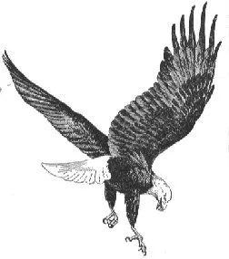 The Bald Eagle