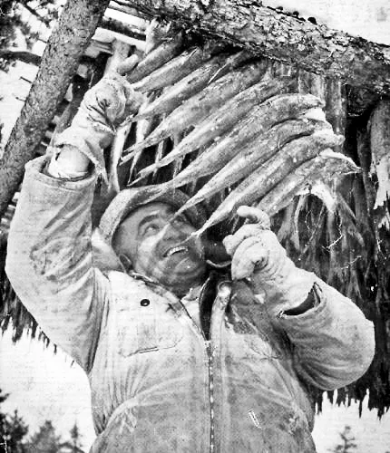 Hung fish for dog food.