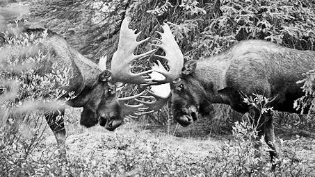 Bull Moose Fighting.
