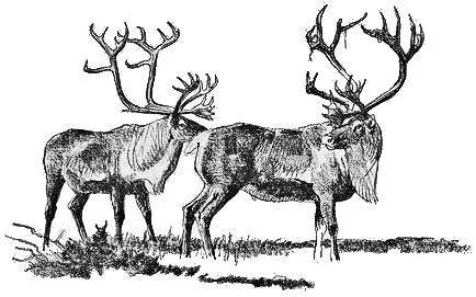 Barrenland Caribou Migration.