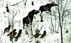 Wolves attacking moose.