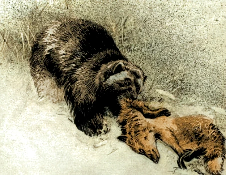 Wolverine Robbing a trap.