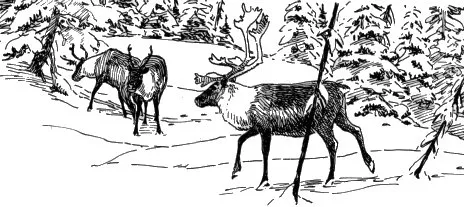 Woodland Caribou