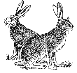 Jackrabbits.