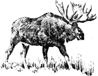 Bull Moose.
