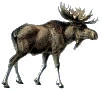 Moose image.