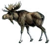 Moose image.