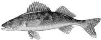 Walleye Pickeral.