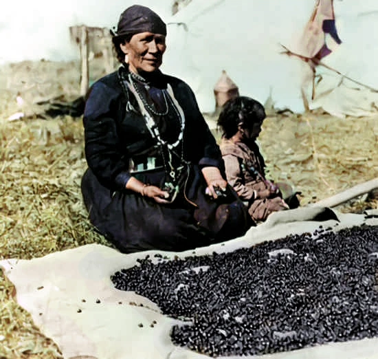 Indian woman preparing Saskatoon berries.