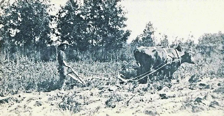 Breaking land with oxen.