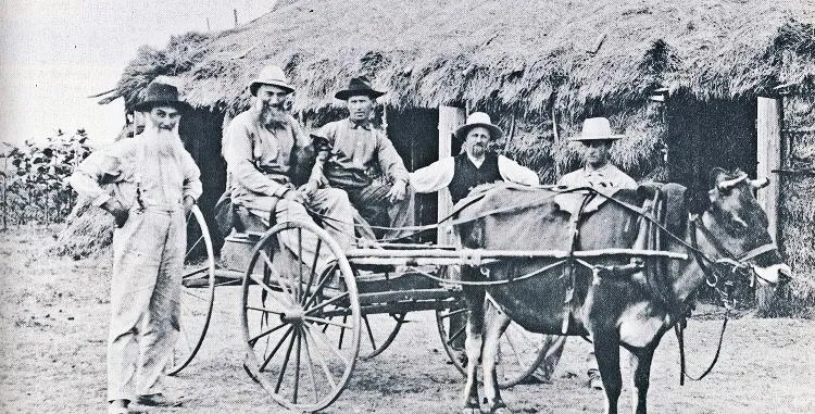 A barn made of poles and flax straw.