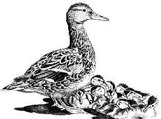 Mallard and baby ducks.